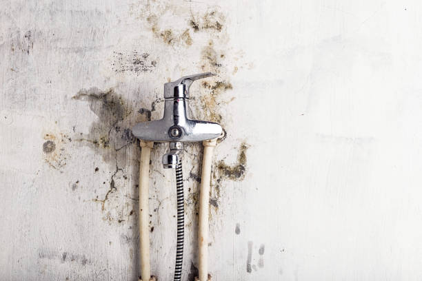 Best DIY Mold Remediation Support Services in Cherry Grove, OH
