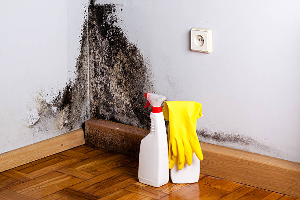 Best Bathroom Mold Remediation in Cherry Grove, OH